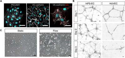 Flow-Induced Transcriptomic Remodeling of Endothelial Cells Derived From Human Induced Pluripotent Stem Cells